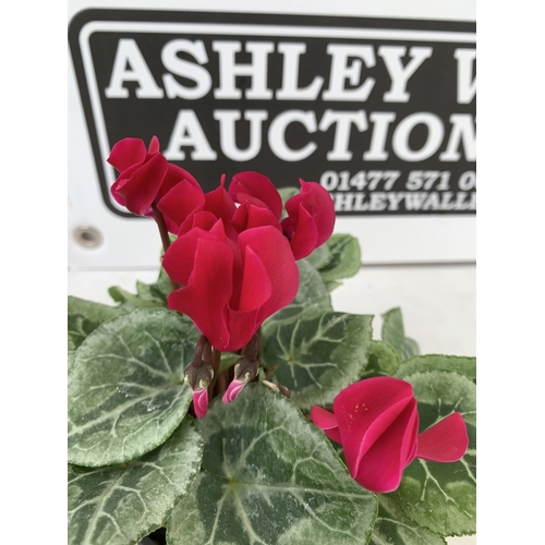 20 - TEN MIXED COLOUR MINI CYCLAMEN IN P9CM POTS.  APPROX 20-30CM IN HEIGHT. TO BE SOLD FOR THE TEN
