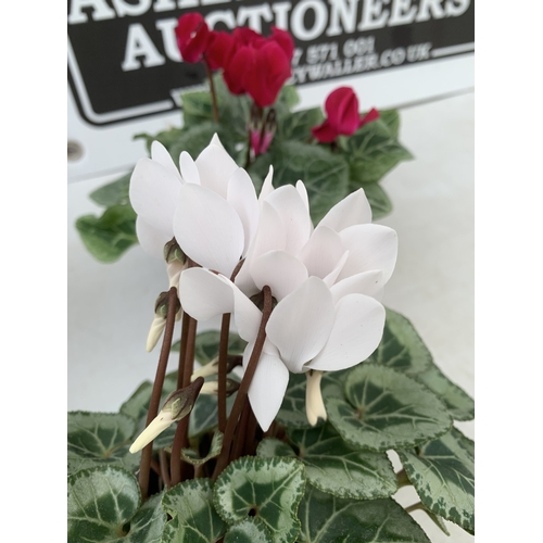 20 - TEN MIXED COLOUR MINI CYCLAMEN IN P9CM POTS.  APPROX 20-30CM IN HEIGHT. TO BE SOLD FOR THE TEN