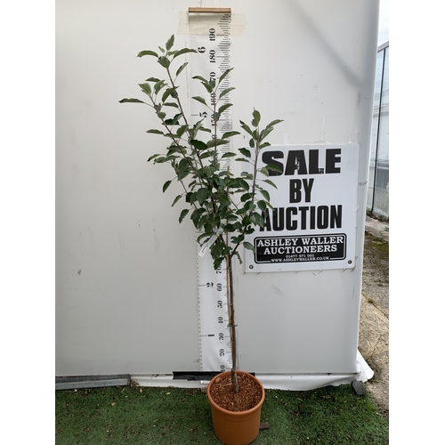 Lot 39        