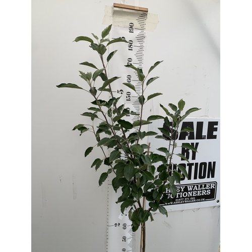 39 - ONE APPLE MALUS COX FRUIT TREE. SELF FERTILE IN A 11.5 LTR POT APPROX 180CM IN HEIGHT. FRUIT IS THE ... 