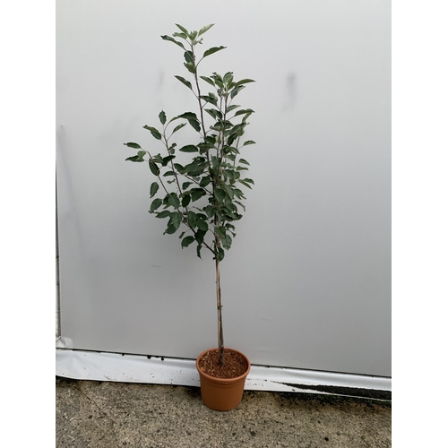 39 - ONE APPLE MALUS COX FRUIT TREE. SELF FERTILE IN A 11.5 LTR POT APPROX 180CM IN HEIGHT. FRUIT IS THE ... 