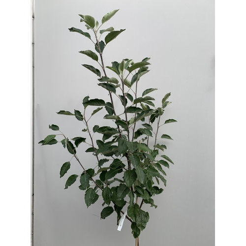 39 - ONE APPLE MALUS COX FRUIT TREE. SELF FERTILE IN A 11.5 LTR POT APPROX 180CM IN HEIGHT. FRUIT IS THE ... 