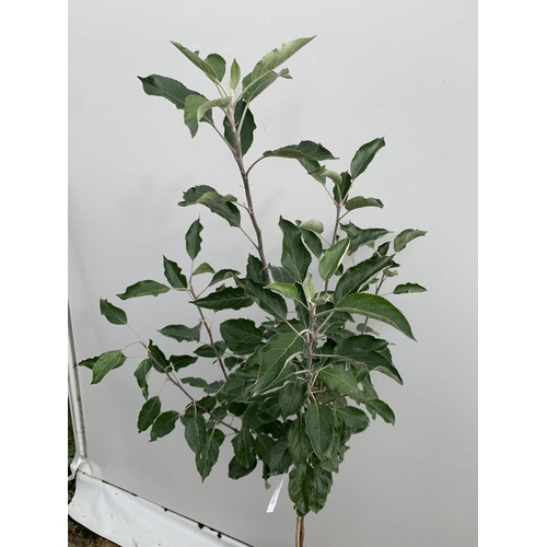 39 - ONE APPLE MALUS COX FRUIT TREE. SELF FERTILE IN A 11.5 LTR POT APPROX 180CM IN HEIGHT. FRUIT IS THE ... 
