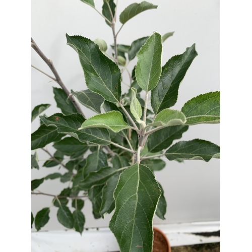 39 - ONE APPLE MALUS COX FRUIT TREE. SELF FERTILE IN A 11.5 LTR POT APPROX 180CM IN HEIGHT. FRUIT IS THE ... 