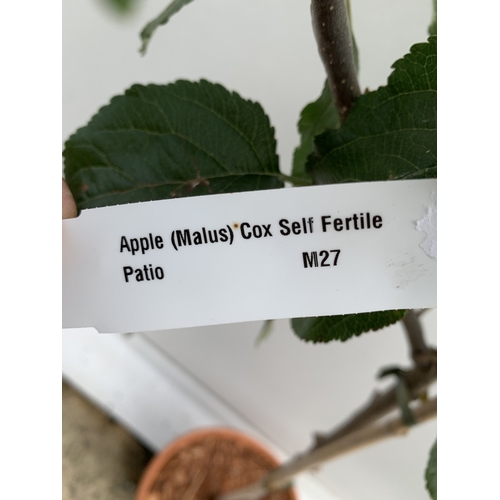 39 - ONE APPLE MALUS COX FRUIT TREE. SELF FERTILE IN A 11.5 LTR POT APPROX 180CM IN HEIGHT. FRUIT IS THE ... 