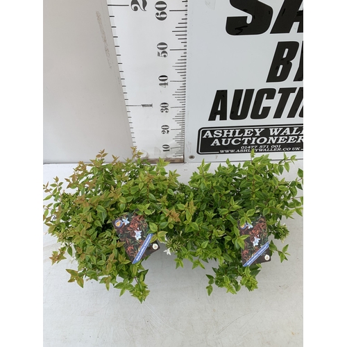 4 - TWO ABELIA GRANDIFLORA 'KALEIDOSCOPE' IN 2 LTR POTS.  SEMI EVERGREEN SHRUB PRIZED FOR ITS MULTI COLO... 