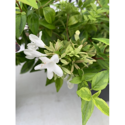 4 - TWO ABELIA GRANDIFLORA 'KALEIDOSCOPE' IN 2 LTR POTS.  SEMI EVERGREEN SHRUB PRIZED FOR ITS MULTI COLO... 