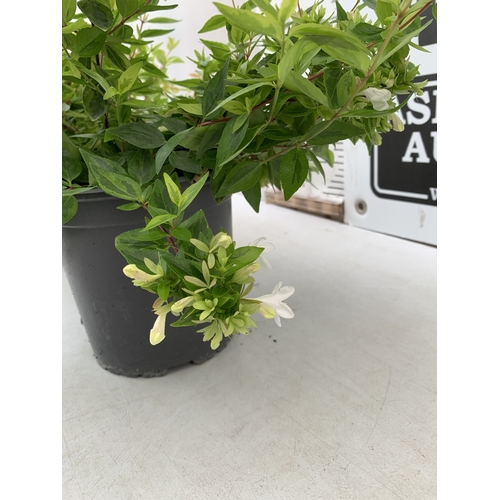 4 - TWO ABELIA GRANDIFLORA 'KALEIDOSCOPE' IN 2 LTR POTS.  SEMI EVERGREEN SHRUB PRIZED FOR ITS MULTI COLO... 
