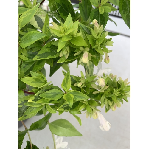 4 - TWO ABELIA GRANDIFLORA 'KALEIDOSCOPE' IN 2 LTR POTS.  SEMI EVERGREEN SHRUB PRIZED FOR ITS MULTI COLO... 