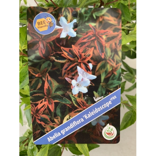 4 - TWO ABELIA GRANDIFLORA 'KALEIDOSCOPE' IN 2 LTR POTS.  SEMI EVERGREEN SHRUB PRIZED FOR ITS MULTI COLO... 