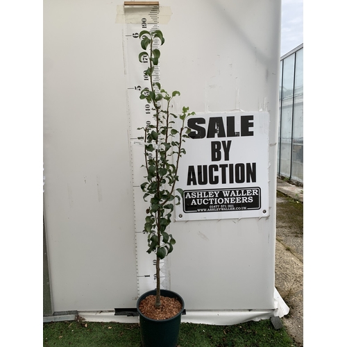 Lot 43        