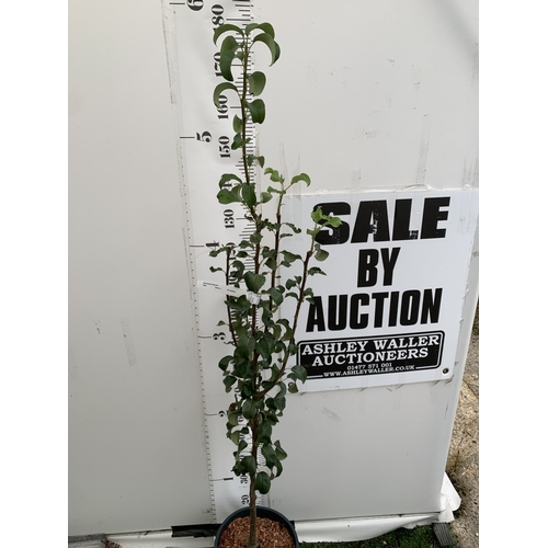 43 - ONE PEAR PYRUS CONCORDE TREE IN A 12 LTR POT. APPROX 190CM IN HEIGHT, THIS PEAR HAS PALE FRUITS TURN... 