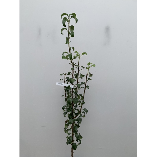 43 - ONE PEAR PYRUS CONCORDE TREE IN A 12 LTR POT. APPROX 190CM IN HEIGHT, THIS PEAR HAS PALE FRUITS TURN... 