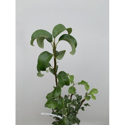 43 - ONE PEAR PYRUS CONCORDE TREE IN A 12 LTR POT. APPROX 190CM IN HEIGHT, THIS PEAR HAS PALE FRUITS TURN... 