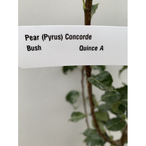 43 - ONE PEAR PYRUS CONCORDE TREE IN A 12 LTR POT. APPROX 190CM IN HEIGHT, THIS PEAR HAS PALE FRUITS TURN... 