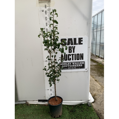 Lot 44        