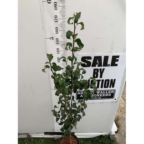 44 - ONE PEAR PYRUS CONCORDE TREE IN A 12 LTR POT. APPROX 180CM IN HEIGHT, THIS PEAR HAS PALE FRUITS TURN... 