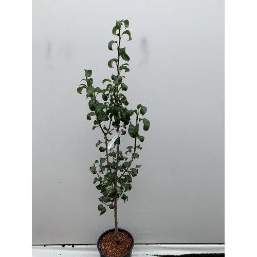 44 - ONE PEAR PYRUS CONCORDE TREE IN A 12 LTR POT. APPROX 180CM IN HEIGHT, THIS PEAR HAS PALE FRUITS TURN... 