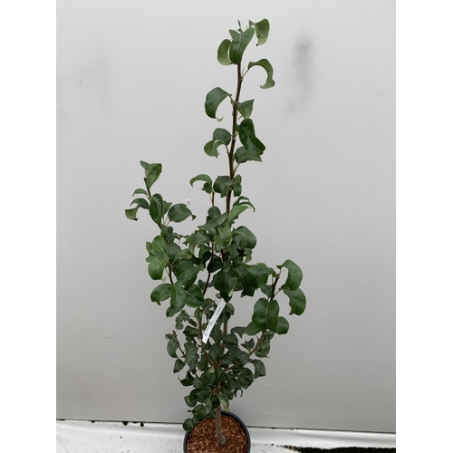44 - ONE PEAR PYRUS CONCORDE TREE IN A 12 LTR POT. APPROX 180CM IN HEIGHT, THIS PEAR HAS PALE FRUITS TURN... 