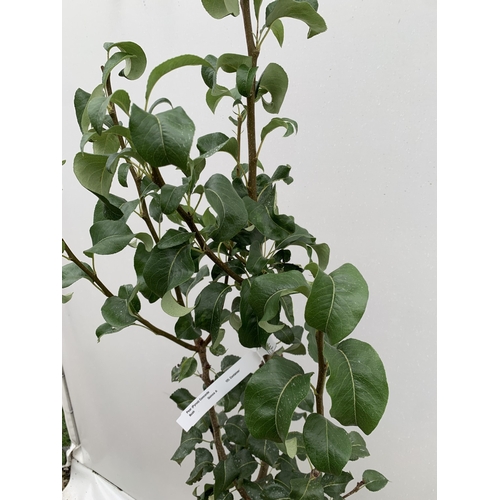 44 - ONE PEAR PYRUS CONCORDE TREE IN A 12 LTR POT. APPROX 180CM IN HEIGHT, THIS PEAR HAS PALE FRUITS TURN... 