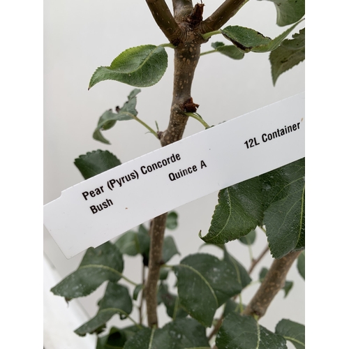 44 - ONE PEAR PYRUS CONCORDE TREE IN A 12 LTR POT. APPROX 180CM IN HEIGHT, THIS PEAR HAS PALE FRUITS TURN... 
