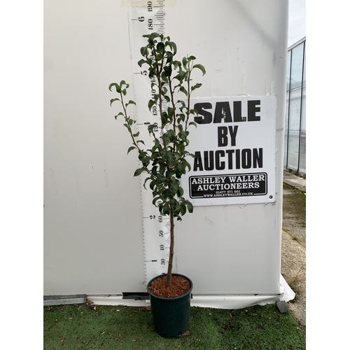 Lot 45        