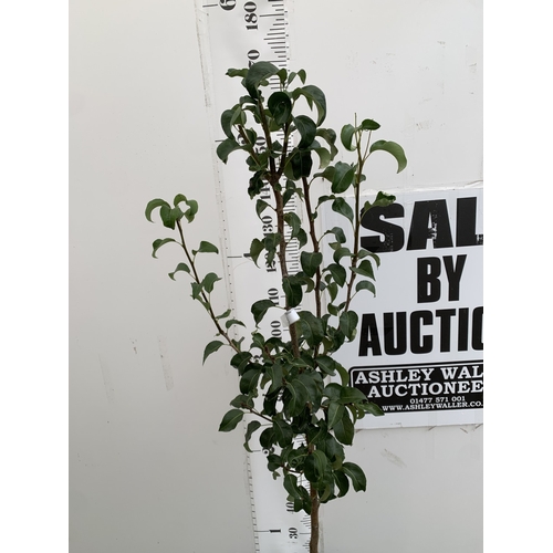 45 - ONE PEAR PYRUS CONCORDE TREE IN A 12 LTR POT. APPROX 180CM IN HEIGHT, THIS PEAR HAS PALE FRUITS TURN... 
