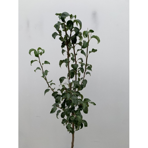 45 - ONE PEAR PYRUS CONCORDE TREE IN A 12 LTR POT. APPROX 180CM IN HEIGHT, THIS PEAR HAS PALE FRUITS TURN... 