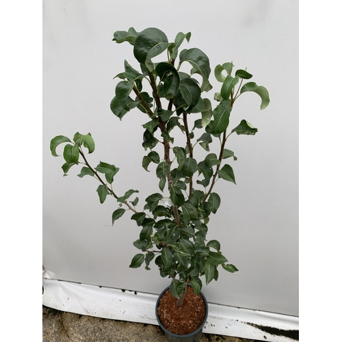 45 - ONE PEAR PYRUS CONCORDE TREE IN A 12 LTR POT. APPROX 180CM IN HEIGHT, THIS PEAR HAS PALE FRUITS TURN... 
