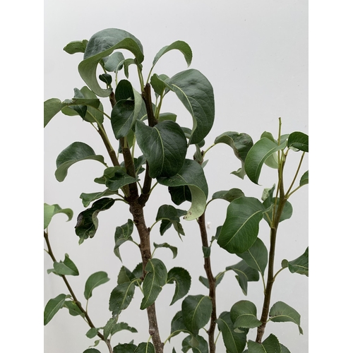 45 - ONE PEAR PYRUS CONCORDE TREE IN A 12 LTR POT. APPROX 180CM IN HEIGHT, THIS PEAR HAS PALE FRUITS TURN... 