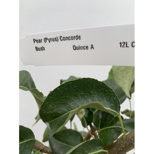 45 - ONE PEAR PYRUS CONCORDE TREE IN A 12 LTR POT. APPROX 180CM IN HEIGHT, THIS PEAR HAS PALE FRUITS TURN... 