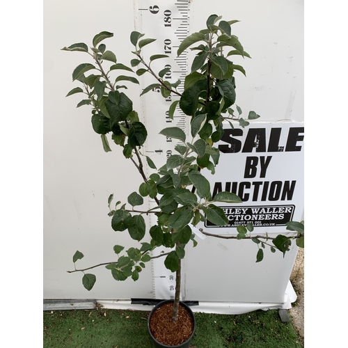 47 - ONE APPLE MALUS 'BLENHEIM ORANGE' FRUIT TREE. HAS YELLOW-GOLD APPLES WITH ORANGE FLUSH AND RED STRIP... 