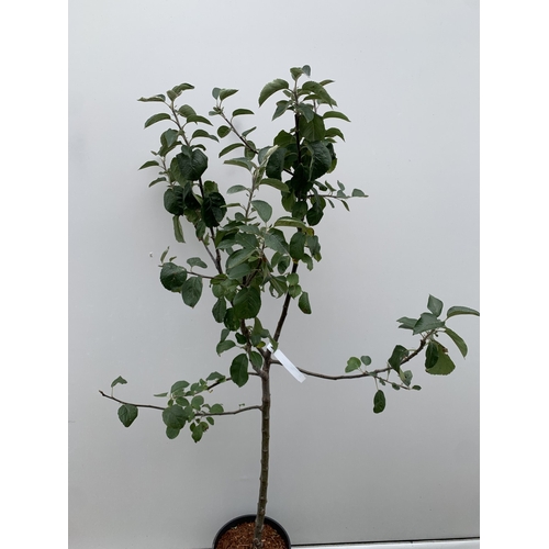 47 - ONE APPLE MALUS 'BLENHEIM ORANGE' FRUIT TREE. HAS YELLOW-GOLD APPLES WITH ORANGE FLUSH AND RED STRIP... 