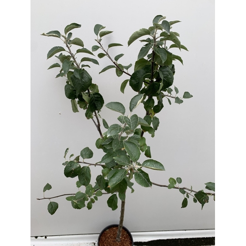 47 - ONE APPLE MALUS 'BLENHEIM ORANGE' FRUIT TREE. HAS YELLOW-GOLD APPLES WITH ORANGE FLUSH AND RED STRIP... 