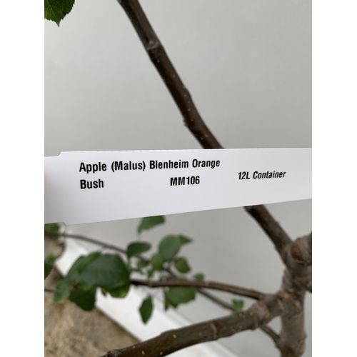 47 - ONE APPLE MALUS 'BLENHEIM ORANGE' FRUIT TREE. HAS YELLOW-GOLD APPLES WITH ORANGE FLUSH AND RED STRIP... 