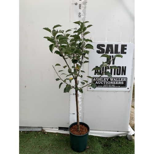 Lot 48        