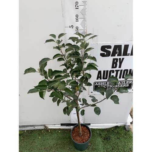 48 - ONE COOKING APPLE BRAMLEY 20 MALUS TREE. APPROX 160CM TALL IN A 12 LTR POT. COMPACT VERSION OF BRAML... 