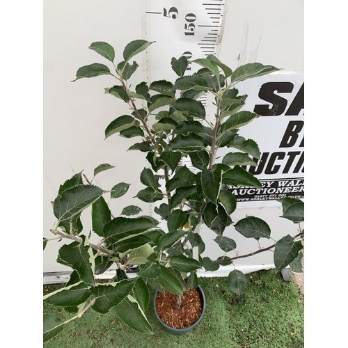 48 - ONE COOKING APPLE BRAMLEY 20 MALUS TREE. APPROX 160CM TALL IN A 12 LTR POT. COMPACT VERSION OF BRAML... 