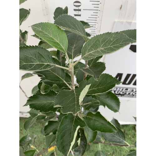 48 - ONE COOKING APPLE BRAMLEY 20 MALUS TREE. APPROX 160CM TALL IN A 12 LTR POT. COMPACT VERSION OF BRAML... 
