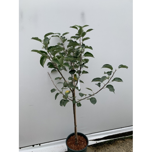 48 - ONE COOKING APPLE BRAMLEY 20 MALUS TREE. APPROX 160CM TALL IN A 12 LTR POT. COMPACT VERSION OF BRAML... 