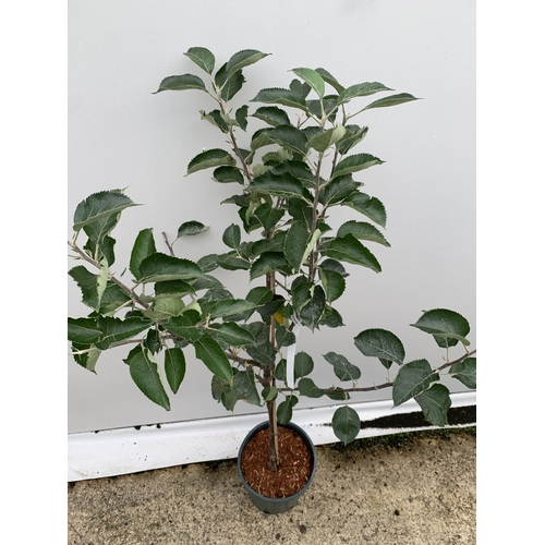 48 - ONE COOKING APPLE BRAMLEY 20 MALUS TREE. APPROX 160CM TALL IN A 12 LTR POT. COMPACT VERSION OF BRAML... 
