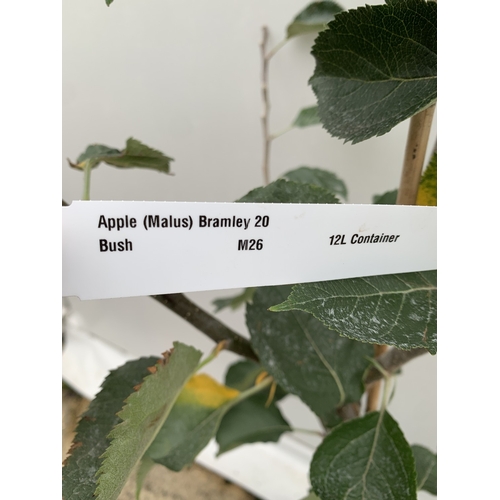 48 - ONE COOKING APPLE BRAMLEY 20 MALUS TREE. APPROX 160CM TALL IN A 12 LTR POT. COMPACT VERSION OF BRAML... 