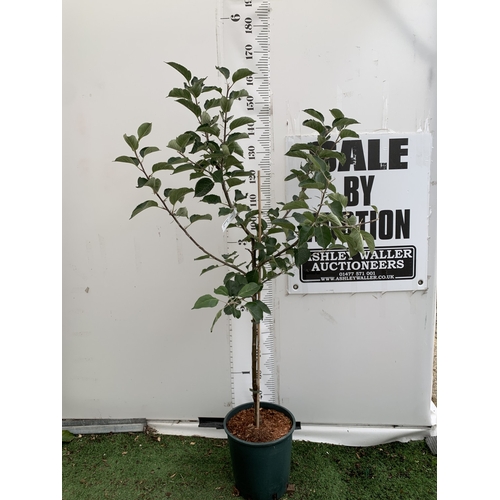 Lot 50        