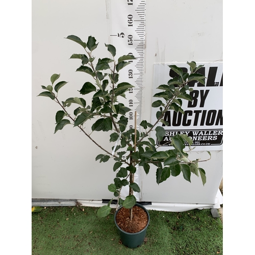 50 - ONE COOKING APPLE BRAMLEY 20 MALUS TREE. APPROX 170CM TALL IN A 12 LTR POT. COMPACT VERSION OF BRAML... 