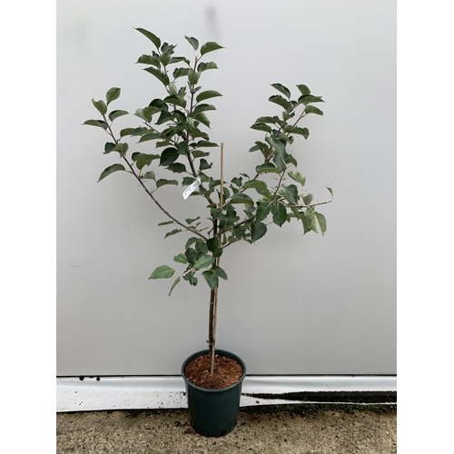 50 - ONE COOKING APPLE BRAMLEY 20 MALUS TREE. APPROX 170CM TALL IN A 12 LTR POT. COMPACT VERSION OF BRAML... 