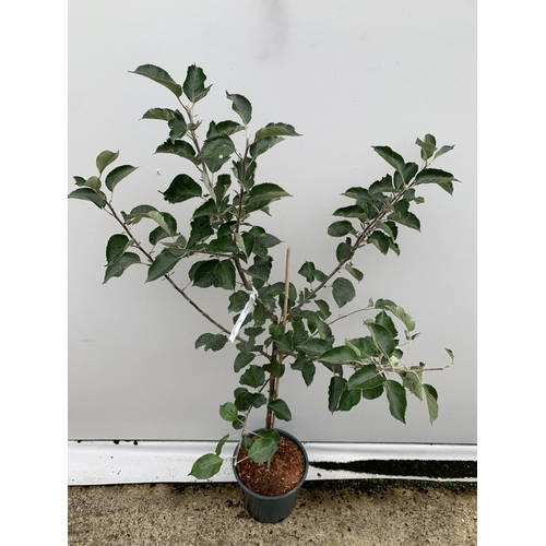 50 - ONE COOKING APPLE BRAMLEY 20 MALUS TREE. APPROX 170CM TALL IN A 12 LTR POT. COMPACT VERSION OF BRAML... 