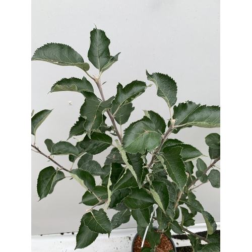50 - ONE COOKING APPLE BRAMLEY 20 MALUS TREE. APPROX 170CM TALL IN A 12 LTR POT. COMPACT VERSION OF BRAML... 