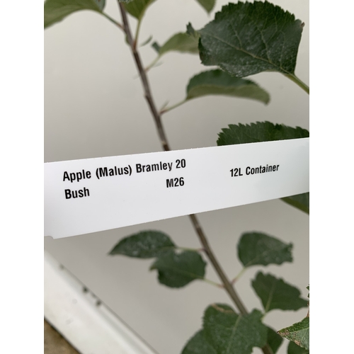 50 - ONE COOKING APPLE BRAMLEY 20 MALUS TREE. APPROX 170CM TALL IN A 12 LTR POT. COMPACT VERSION OF BRAML... 