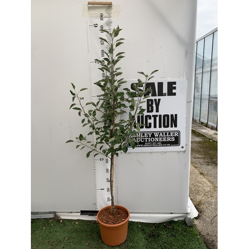 Lot 51        
