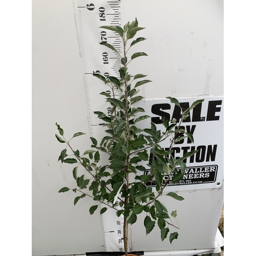 51 - ONE APPLE MALUS COX FRUIT TREE. SELF FERTILE IN A 11.5 LTR POT APPROX 180CM IN HEIGHT. FRUIT IS THE ... 